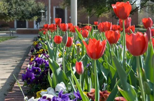 tulips