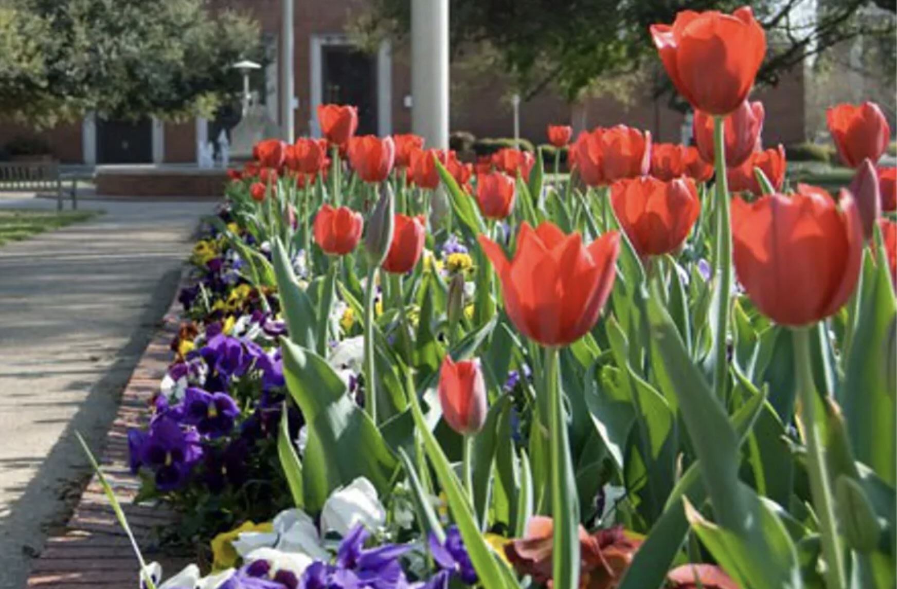 tulips