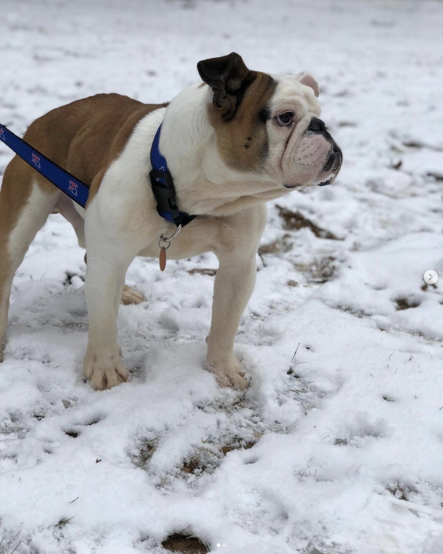 snowday