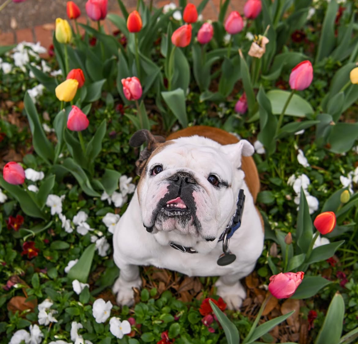tulips